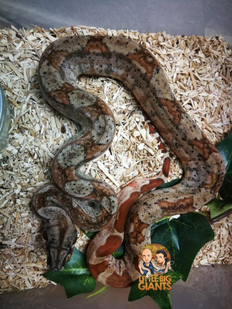 Jungtier was noch nicht gefressen hat