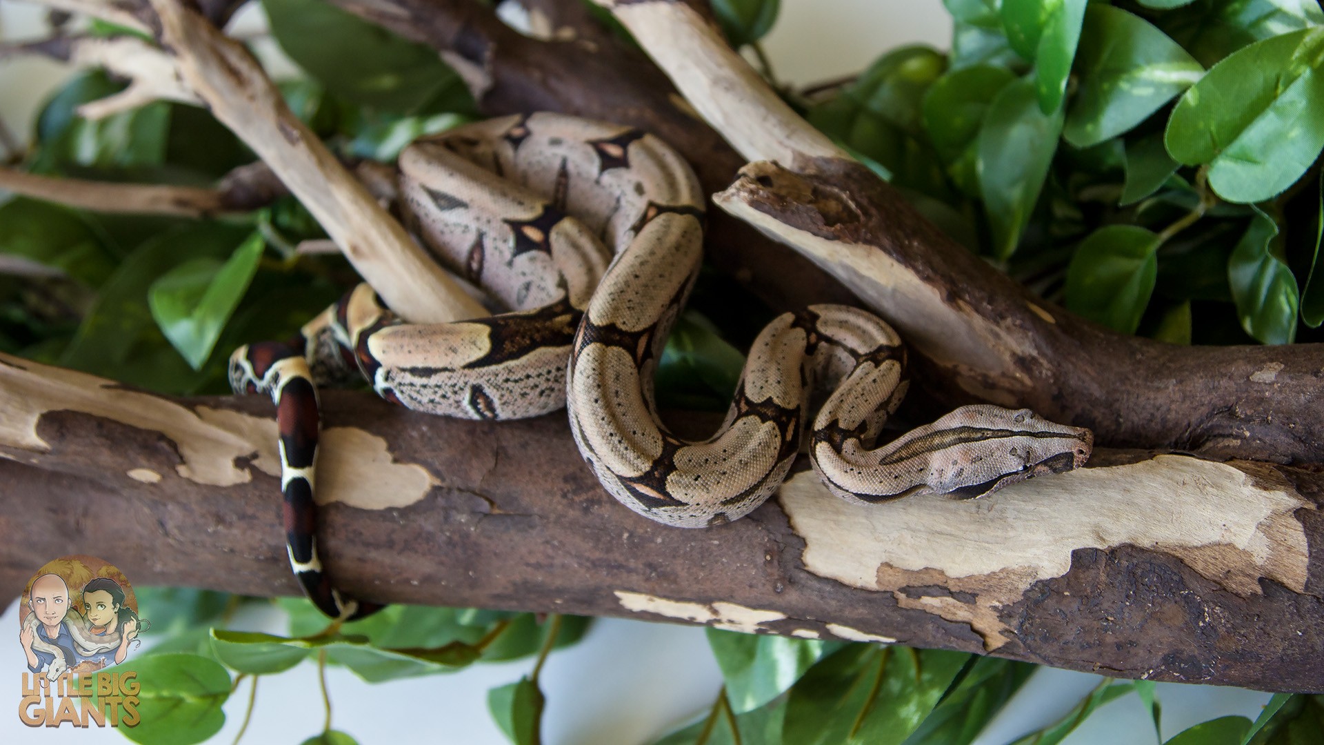 Boa constrictor constrictor (Surinam)