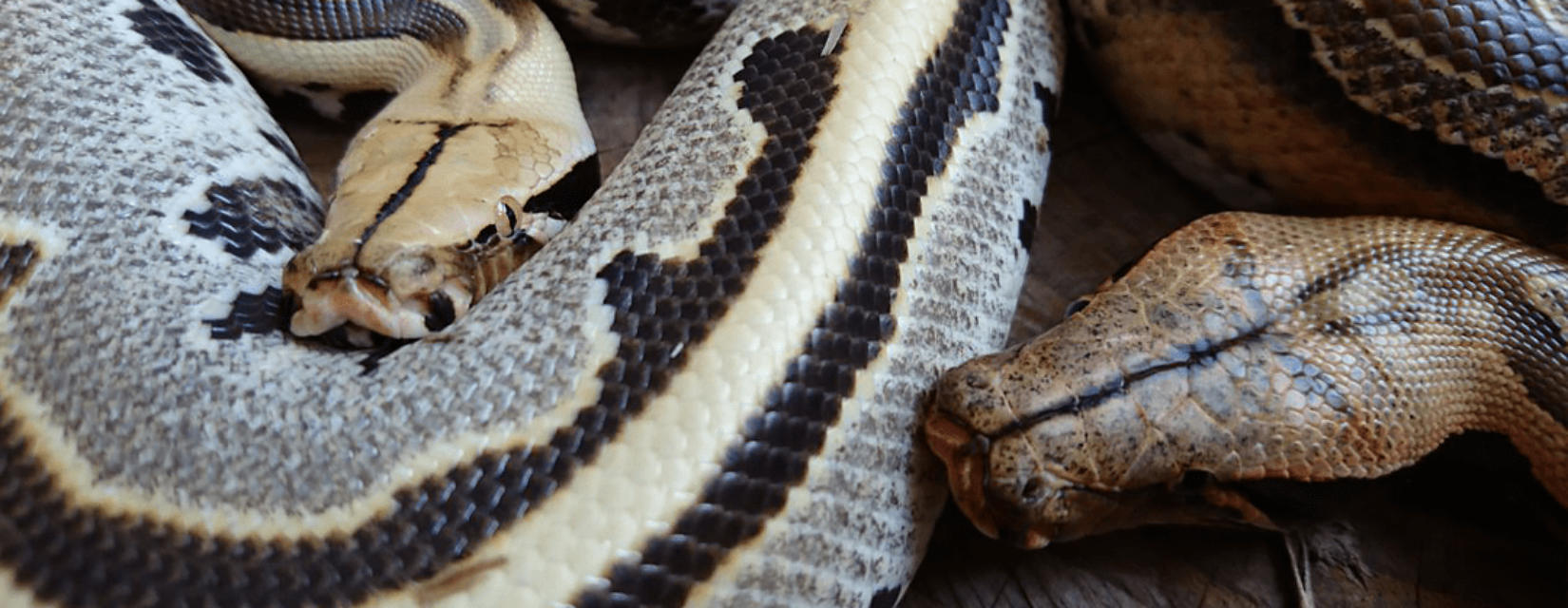 1.1 Python Breitensteini