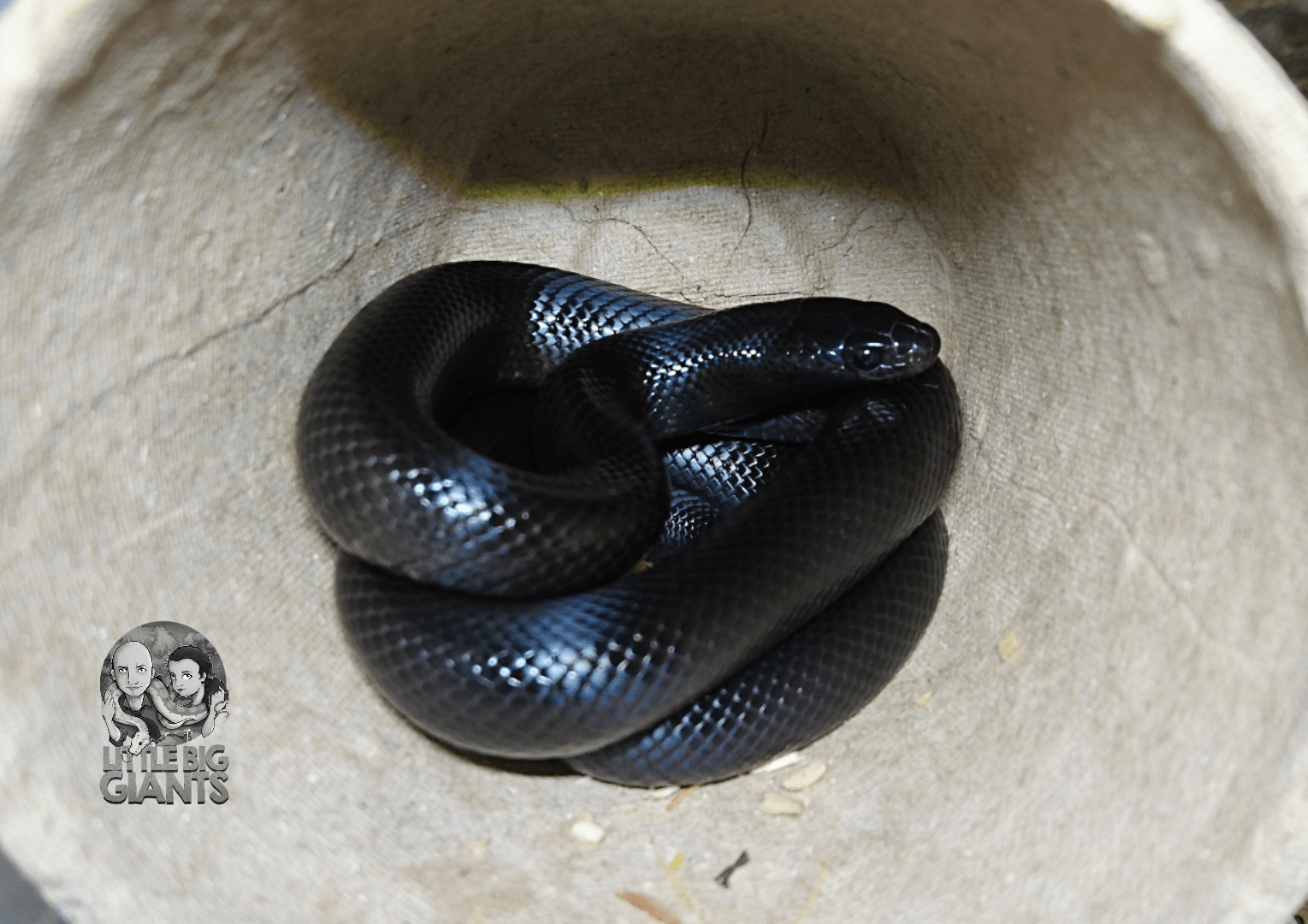 Ein paar Wochen altes Jungtier