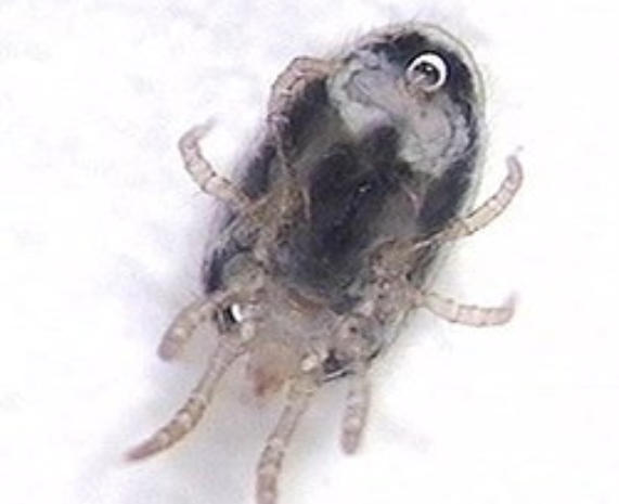 Blutmilbe Foto: Kalle Berglof, Schweden