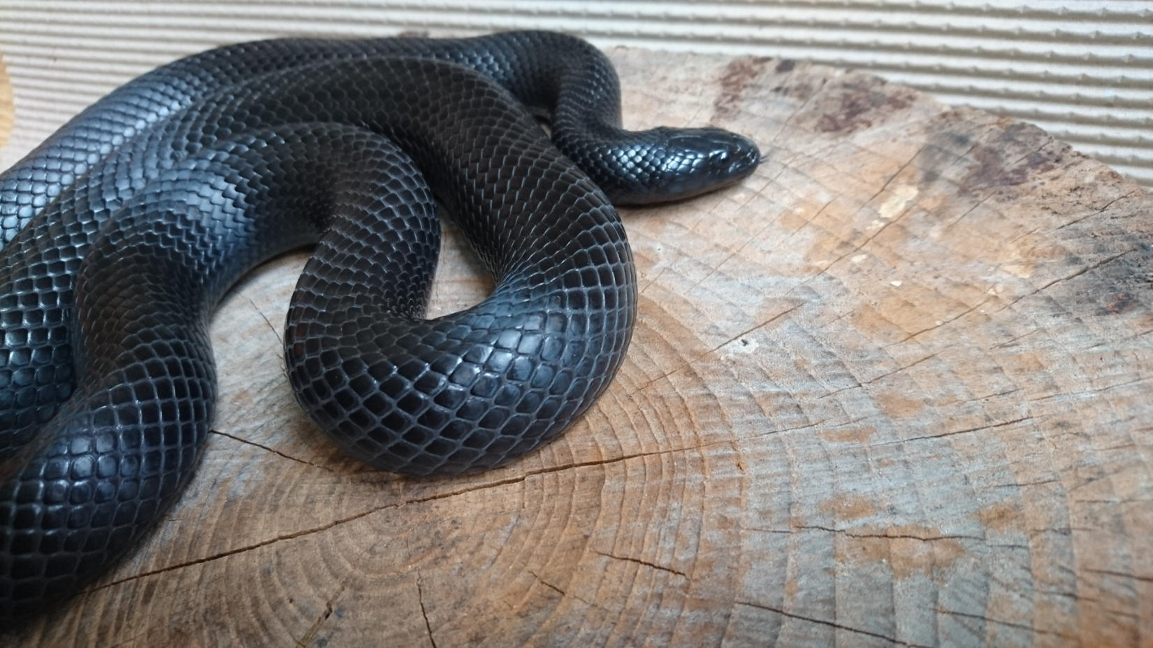 1.0 nigrita von 2015