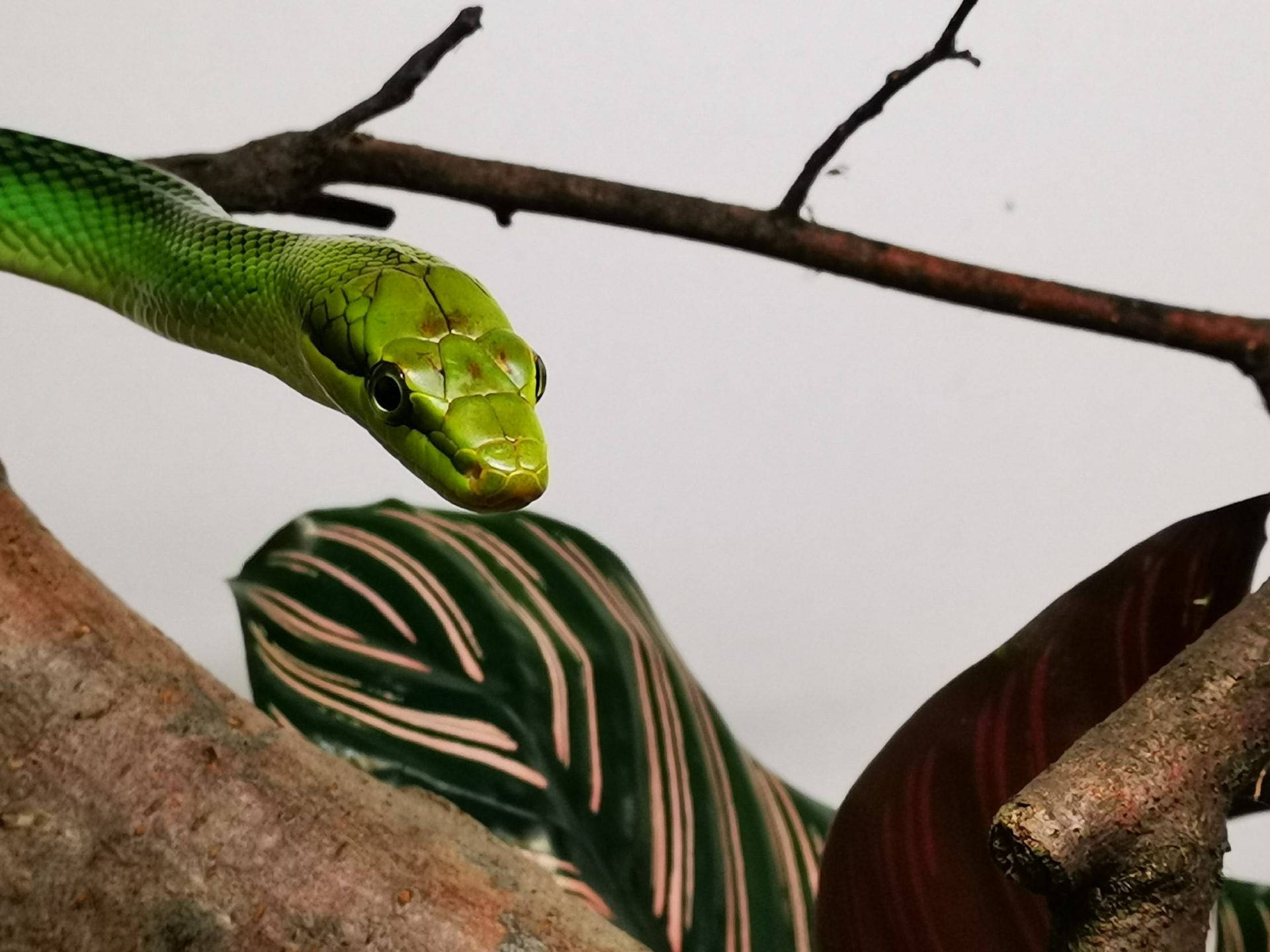 1.0 Gonyosoma oxycephalum