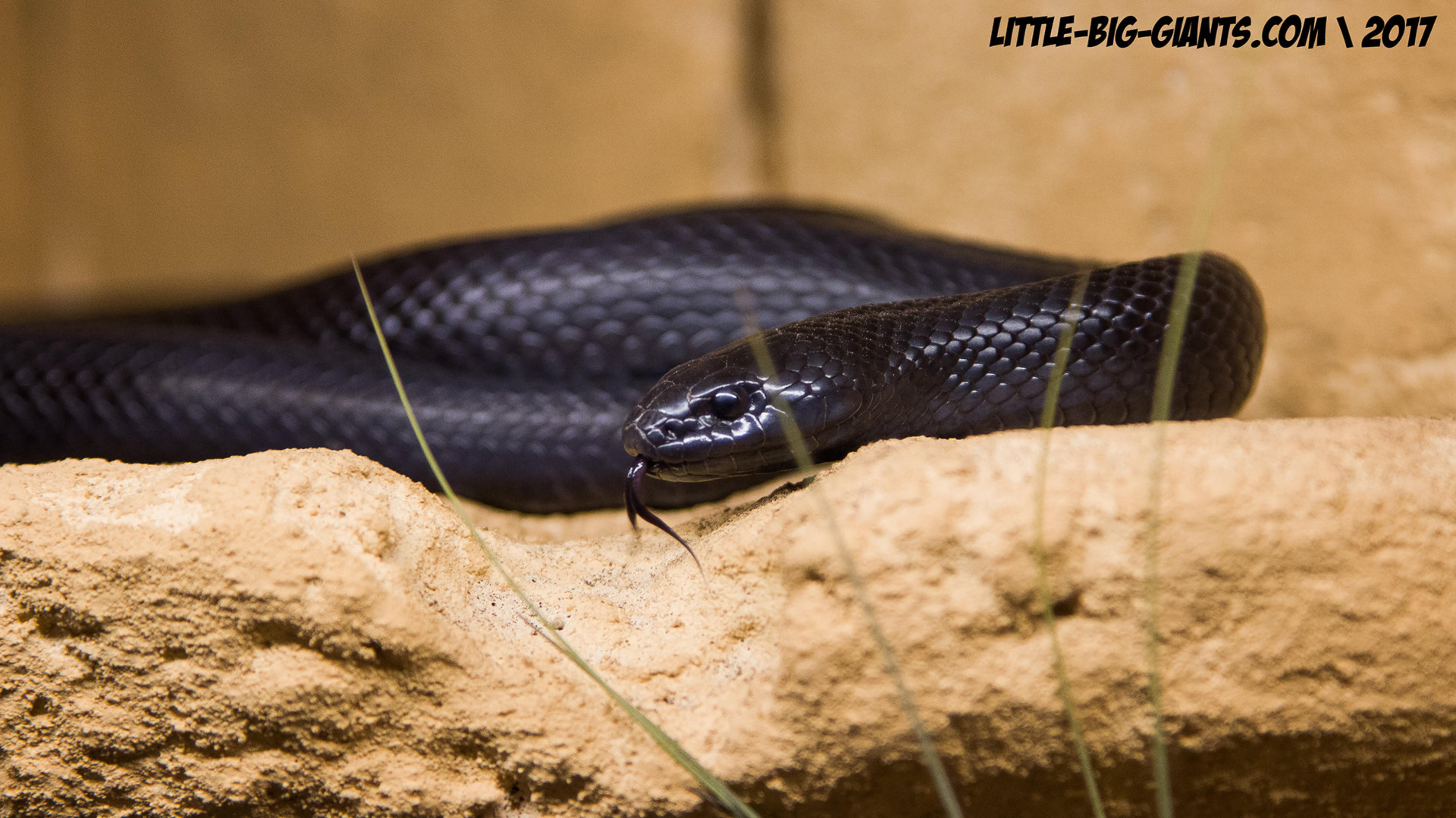 lampropeltis nigrita