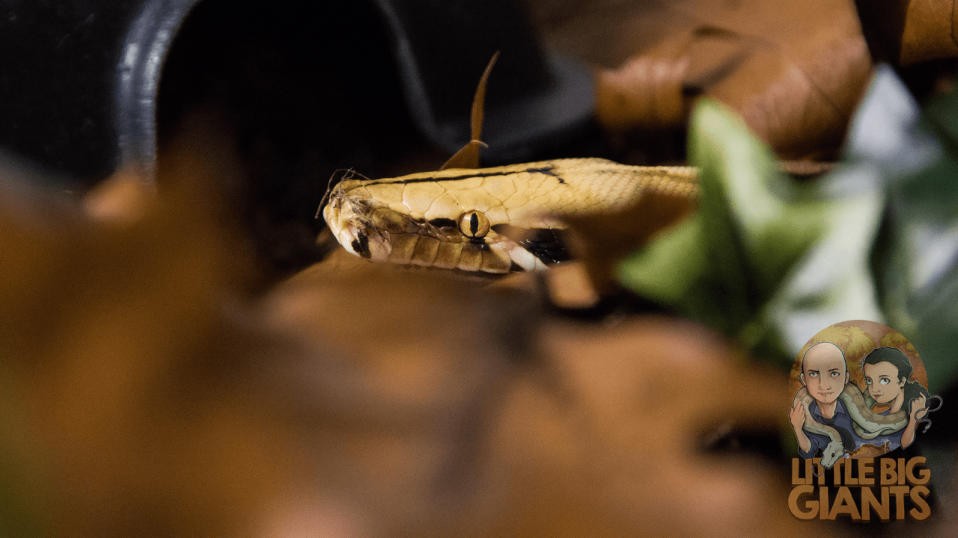 1.0 Python Breitensteini