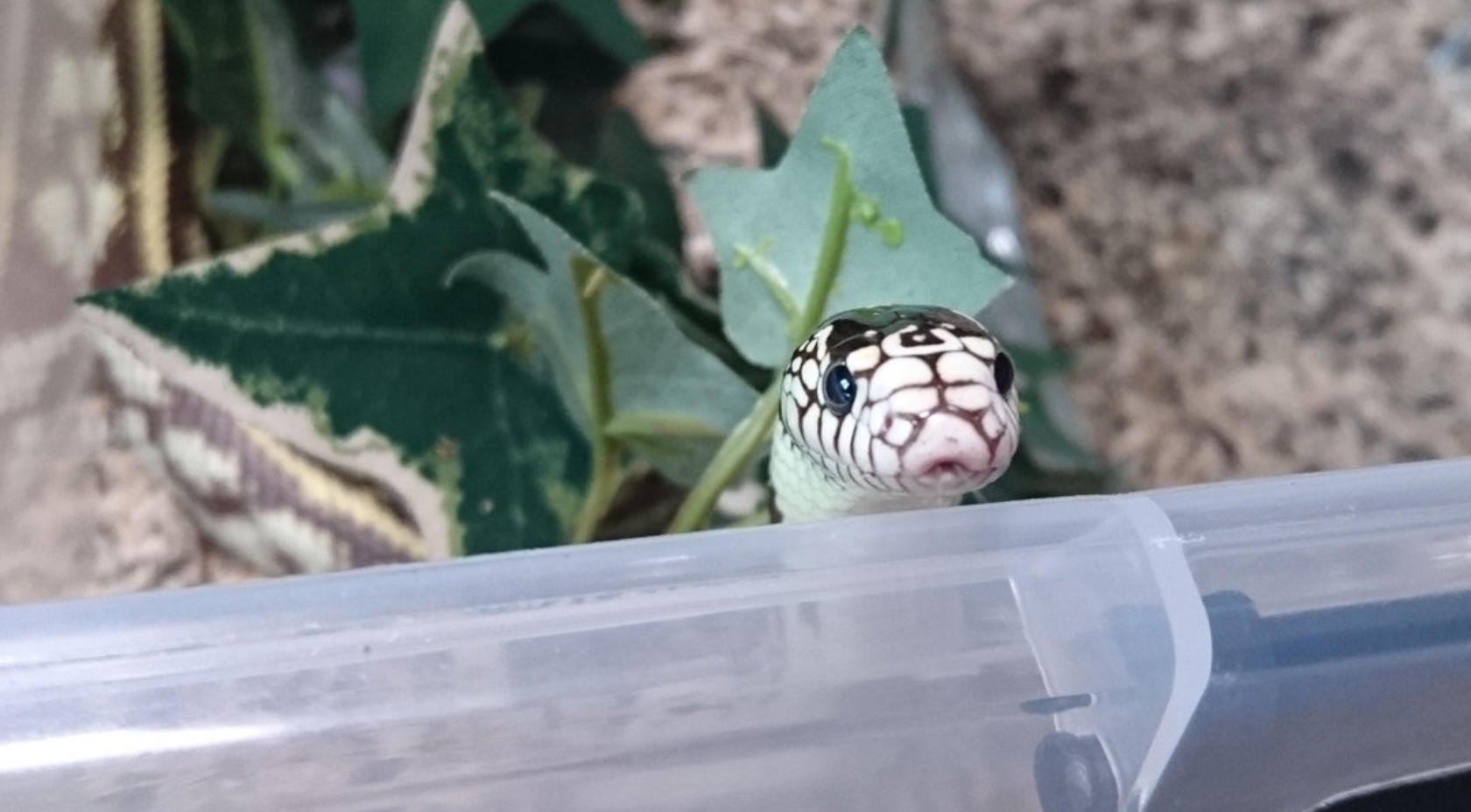 Lampropeltis getula californiae