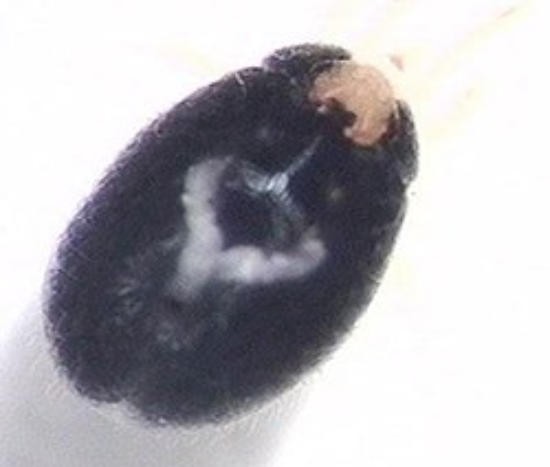 Blutmilbe Foto: Kalle Berglof, Schweden