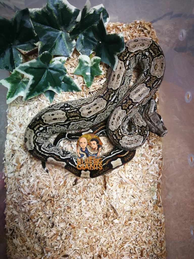 Jungtier 1 Tag nach der Fütterung