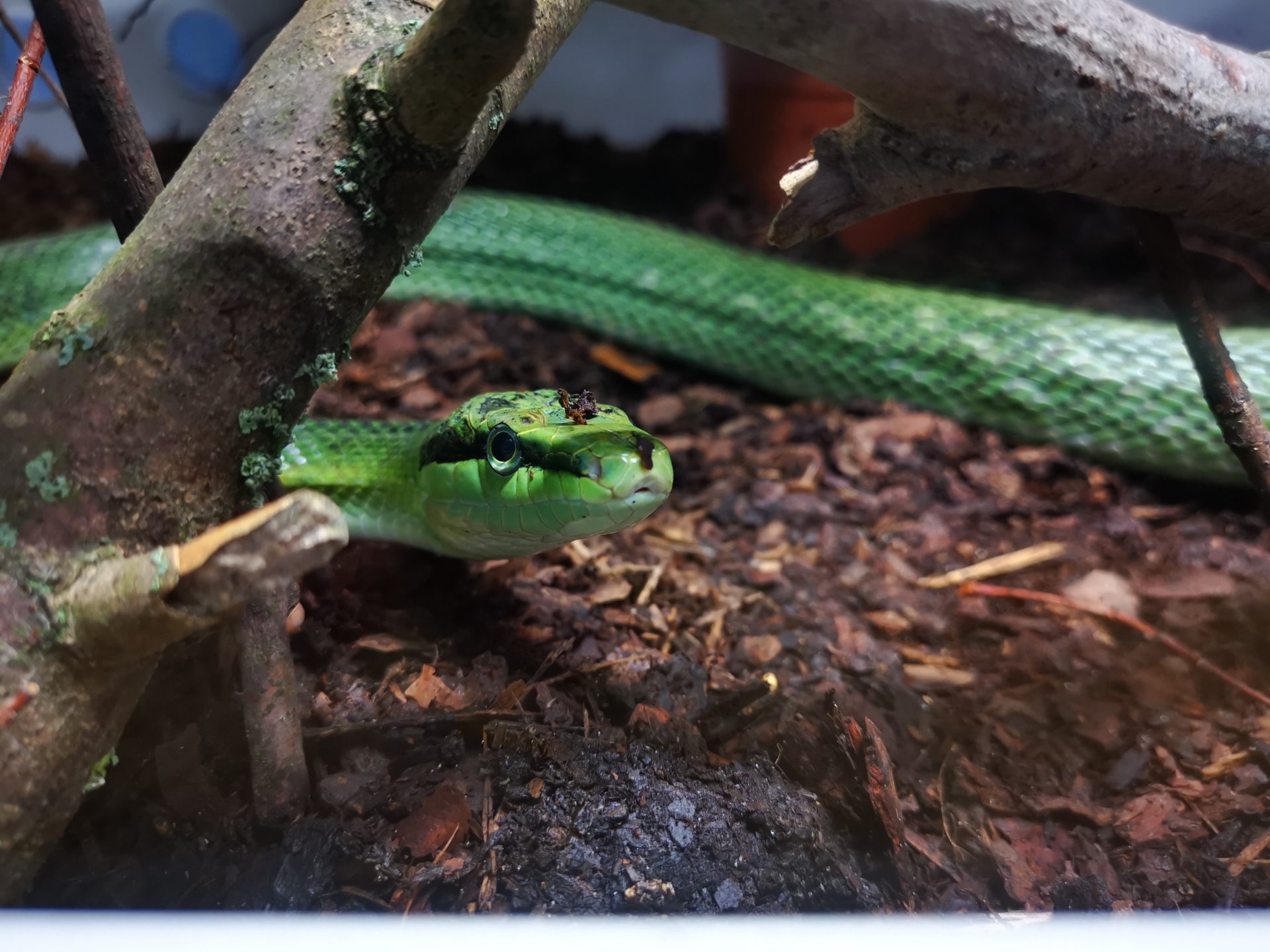 0.1 Gonyosoma oxycephalum