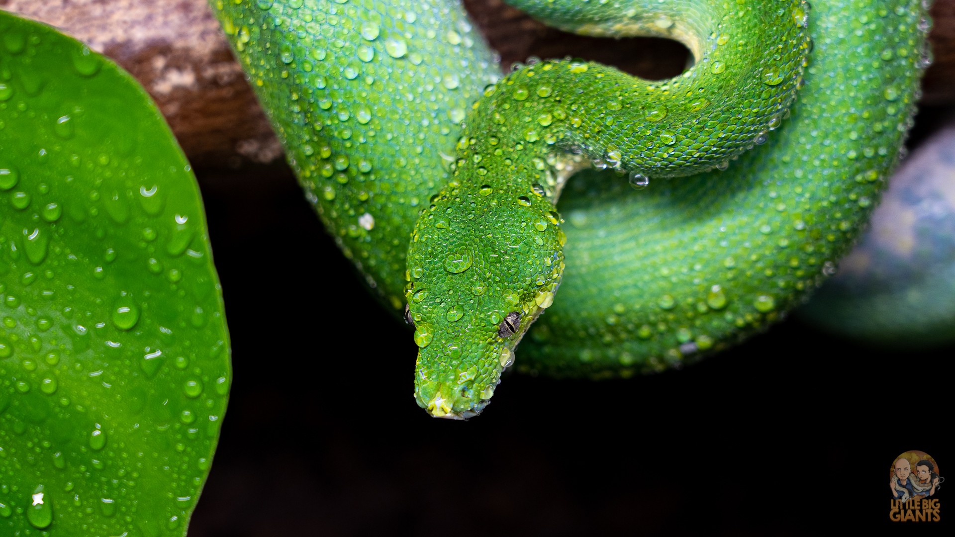 0.1 Morelia viridis