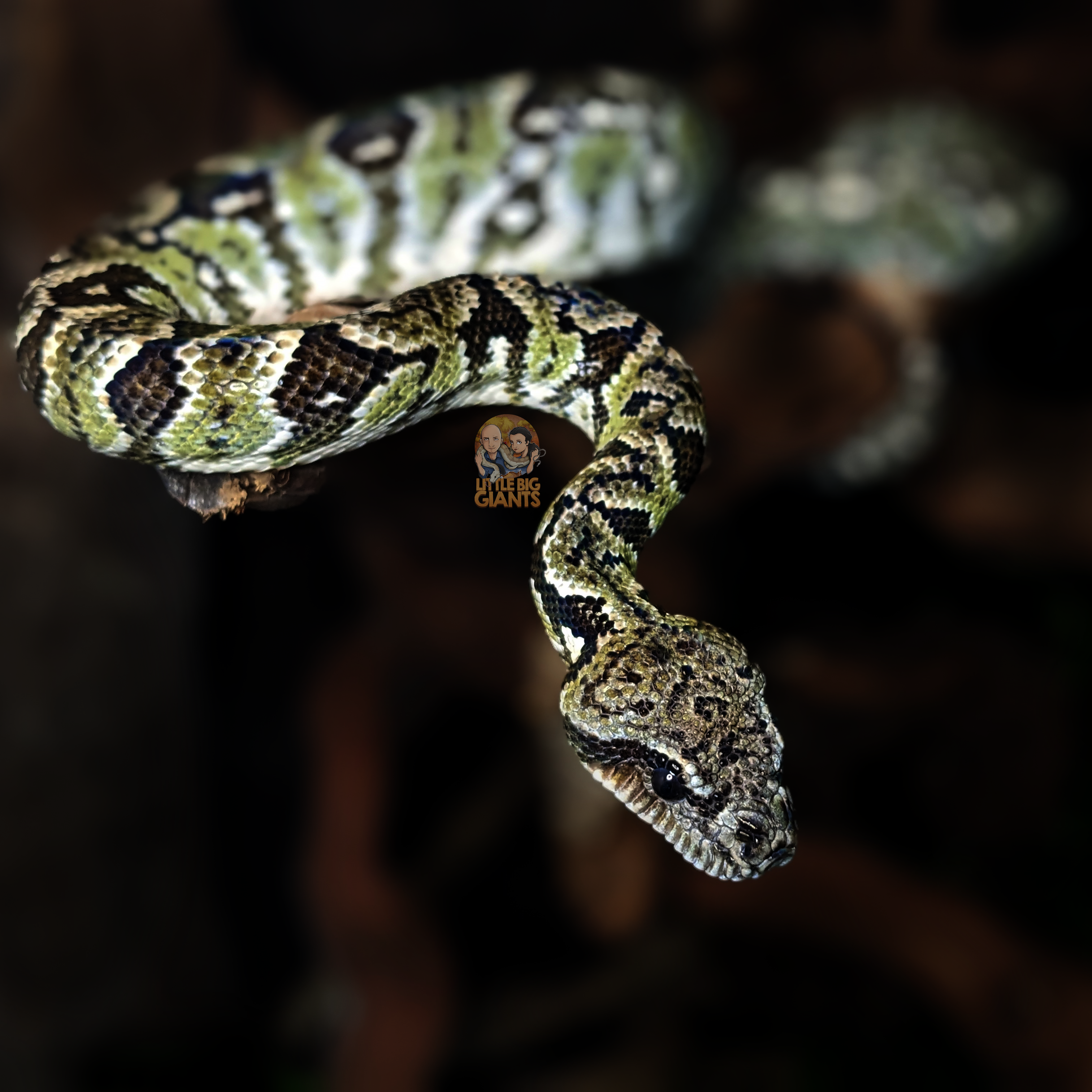 Sanzinia madagascariensis