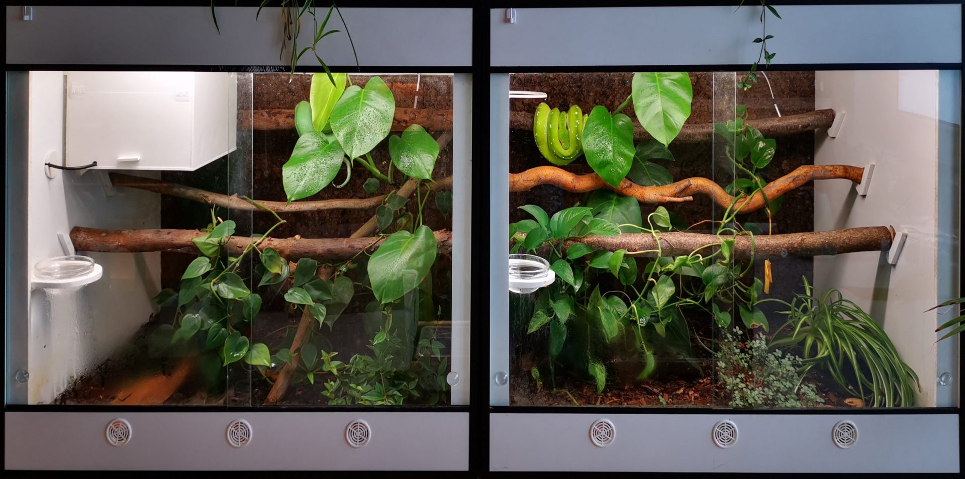 Terrarien 1.1 Morelia viridis