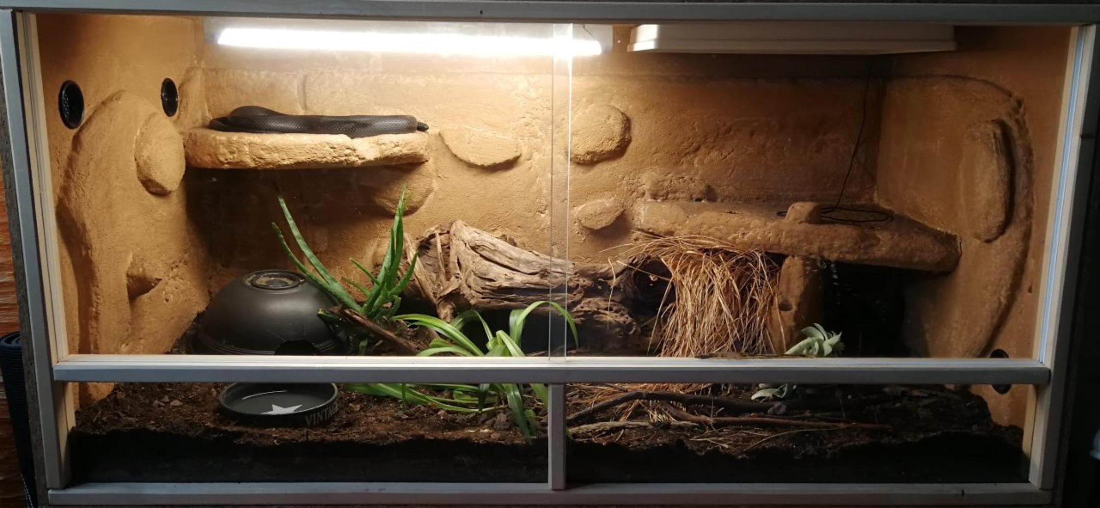 Terrarium 1.0 Lampropeltis getula nigrita