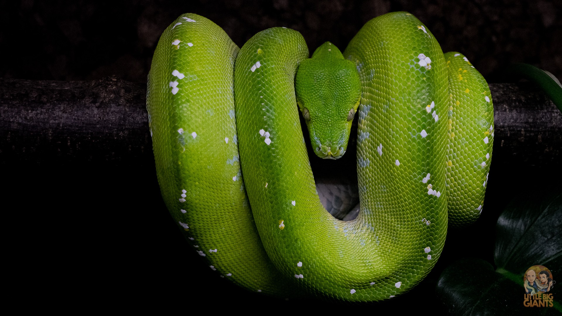 1.0 Morelia viridis