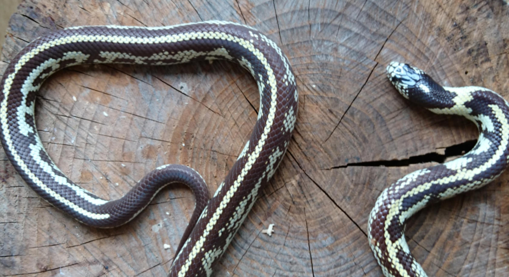 Lampropeltis getula californiae