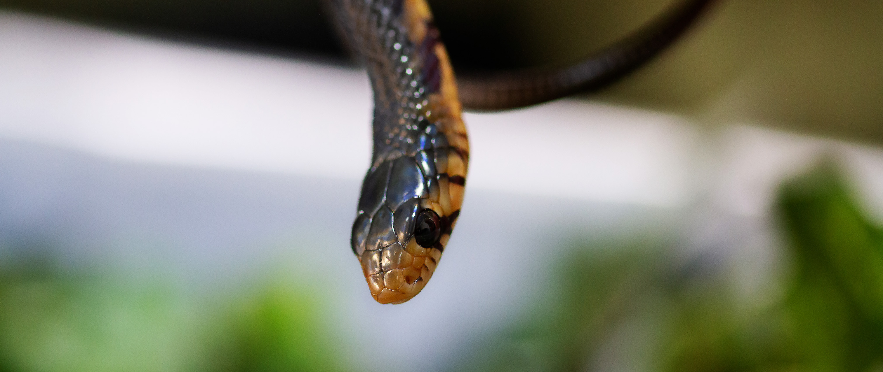 Drymarchon melanurus rubidus guerrero