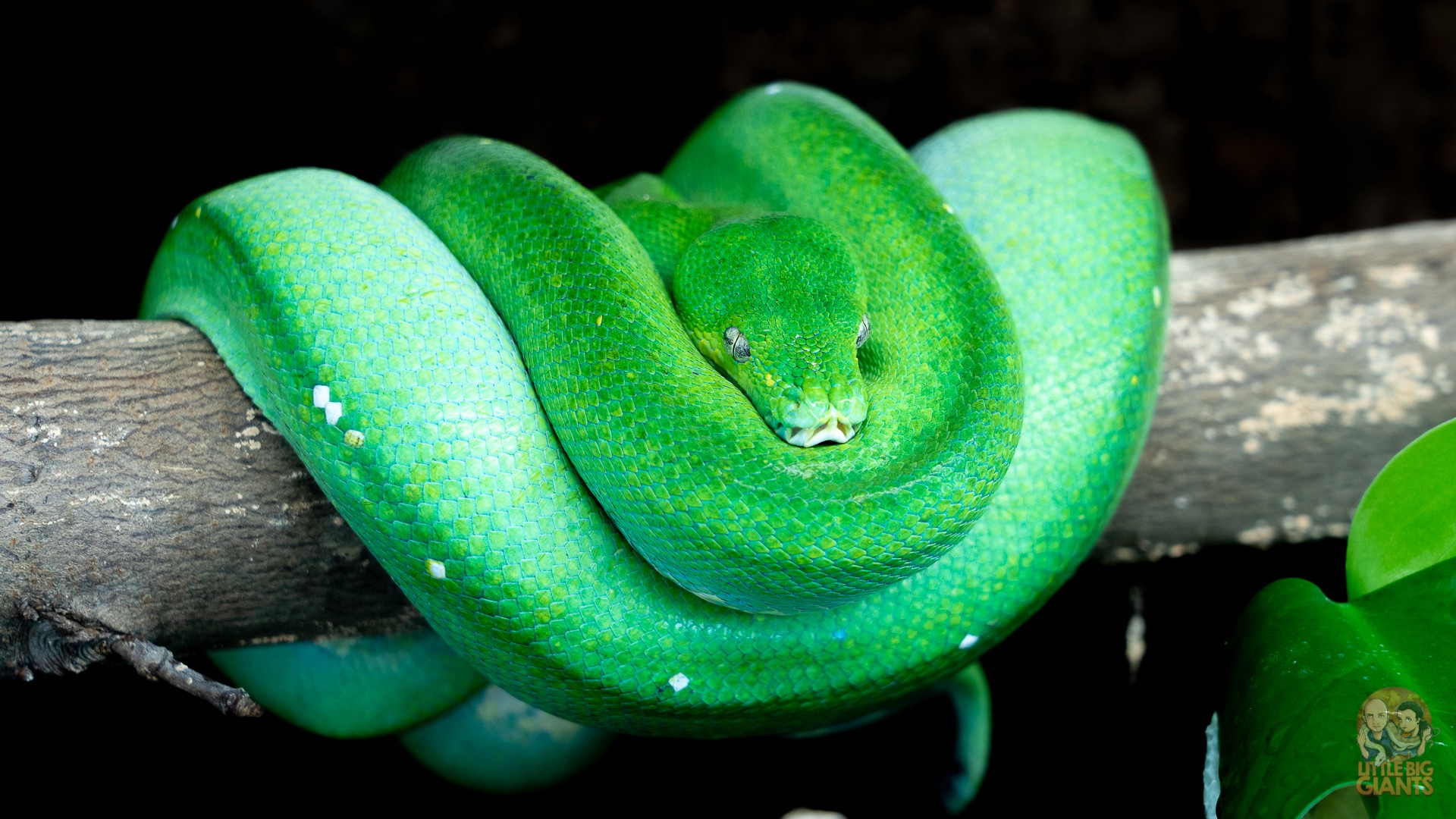 0.1 Morelia viridis