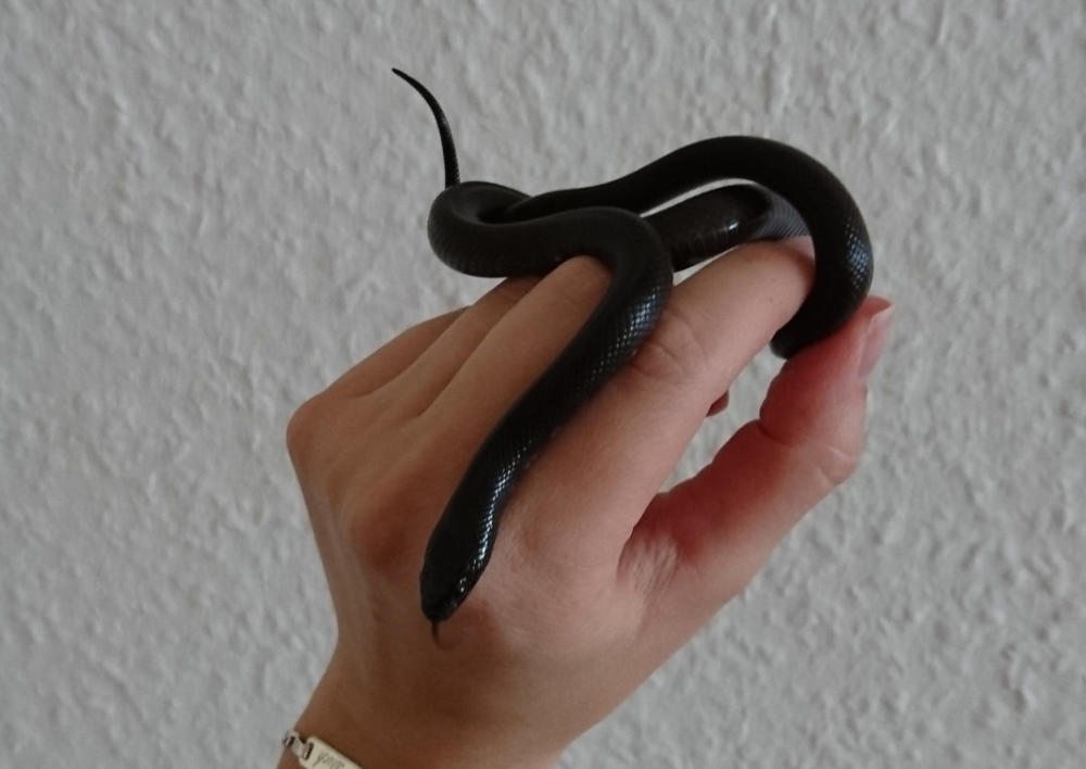 Ein paar Tage altes Jungtier