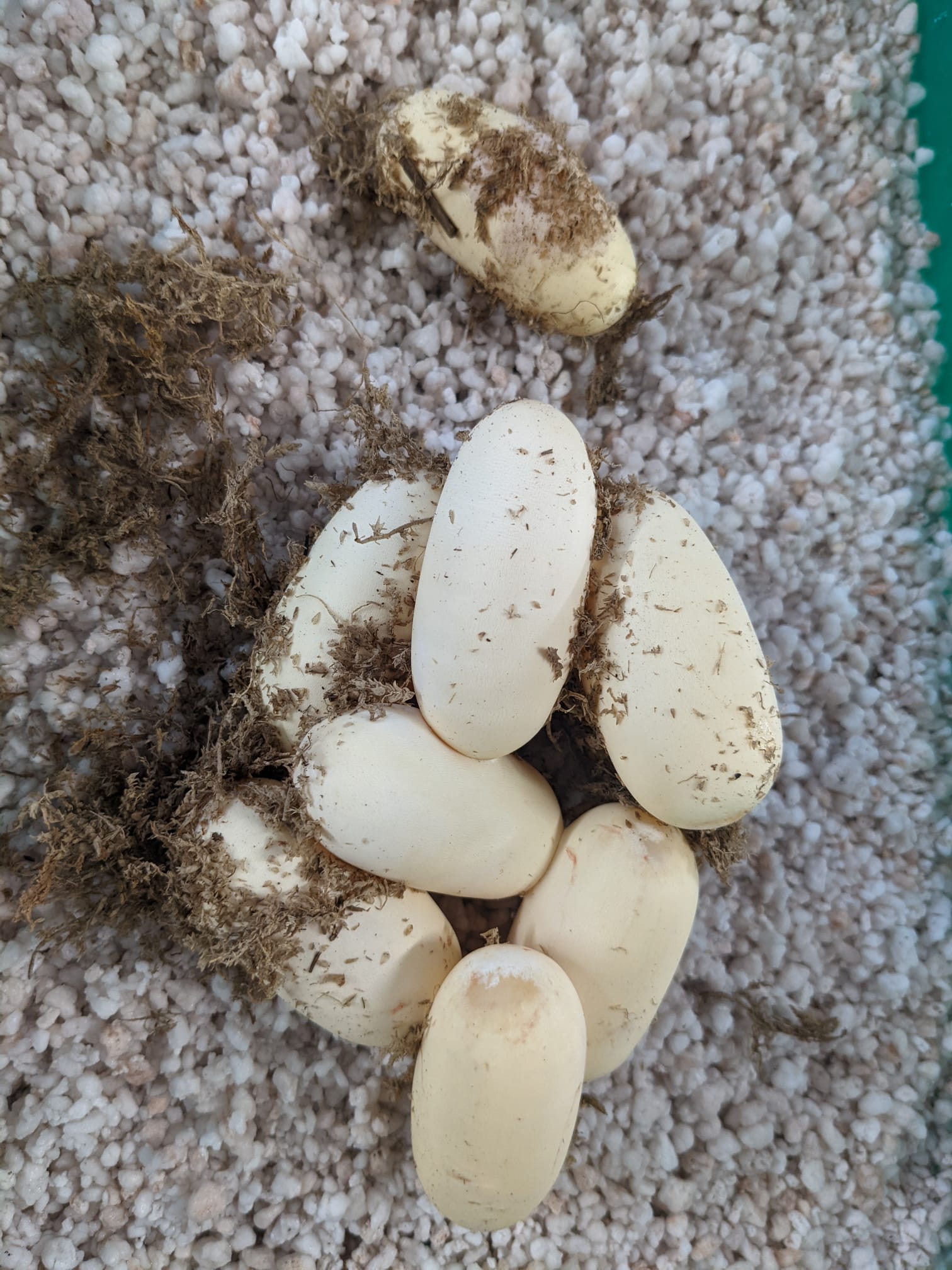 Eier Lampropeltis nigrita